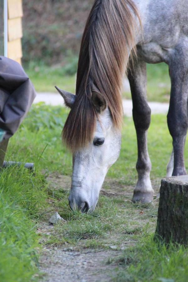 Une Roulotte Et Des Chevaux Treffléan Exteriér fotografie