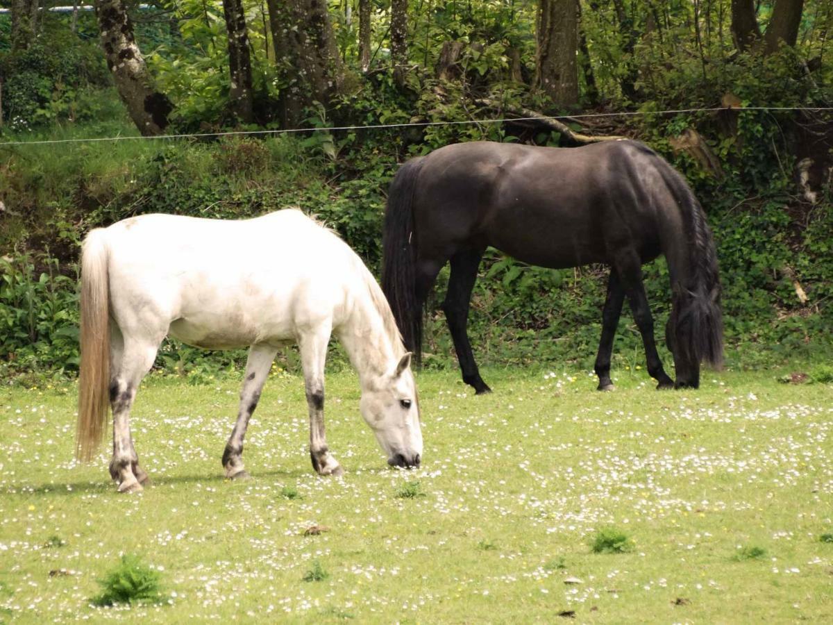 Une Roulotte Et Des Chevaux Treffléan Exteriér fotografie